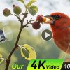 Caméra de chasse 4K 64 MP solaire — vue 7