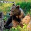 HC808A — Caméra de chasse 4K 50 MP, déclenchement 0,2 s, vision nocturne, IP65 HC808A — Caméra de chasse 4K 50 MP, déclenchement 0,2 s, vision nocturne, IP65 — vue 7