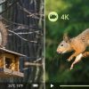 Caméra de chasse DL10 4K 64 MP — WiFi et Bluetooth, application avec carte, déclenchement 0,1 s, trépied inclus Caméra de chasse DL10 4K 64 MP — vue 7
